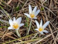 Weißes Herbstzeitlose Blütentrio